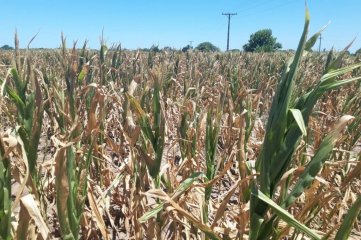 El Gobierno promete auxiliar a campos dañados por la sequía en la provincia de Santa Fe - 