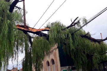 Una enorme rama cayó sobre una casa de barrio Barranquitas y otra quedó suspendida sobre los cables  - 