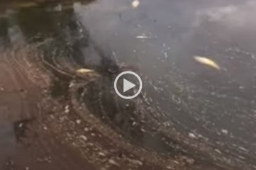 Video: mortandad de peces en el Río Paraná a la altura de Corrientes