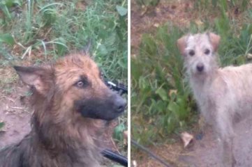 Rescatan famélicos tres perros que  fueron abandonados en una casa