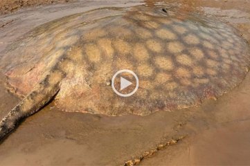 Video: santafesinos pescaron una gigantesca raya en el río Paraná -  - 