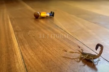 Un pediatra ideó un video con acciones simples  para evitar accidentes en casa con escorpiones
