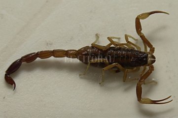 ¿Cuál es la diferencia entre alacrán y escorpión?