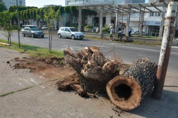 ¿Qué se está haciendo con los árboles de Bulevar Gálvez?