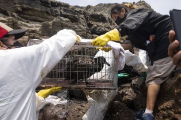 El derrame de miles de barriles de crudo en la costa central de Perú dejó un sombrío balance