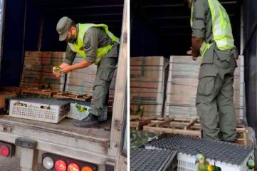 Santa Fe: Gendarmes rescatan 577 loros que eran trasladados en un camión en el sur provincial