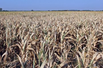 Entre Ríos declaró la emergencia agropecuaria debido a las sequías y las altas temperaturas