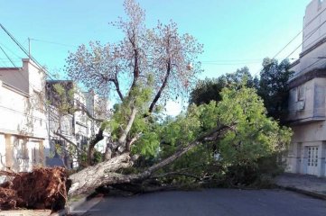 Otro gran árbol que cae en la ciudad de Santa Fe Seguidilla que preocupa