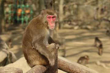Japón: el insólito caso de la manada de macacos japoneses liderada por una hembra