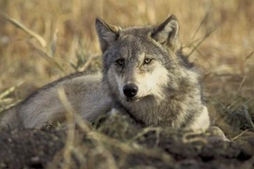 Estados Unidos: un juez federal restableció la prohibición de caza para el lobo gris
