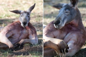 Hay millones de canguros en Australia, pero "Buff" es viral por sus músculos