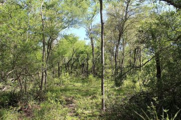 Da Internacional de los Bosques