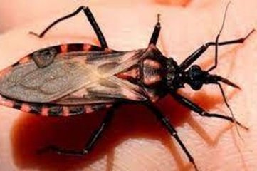 Chagas: se reglamentó la ley que promueve la prevención y el control de la enfermedad