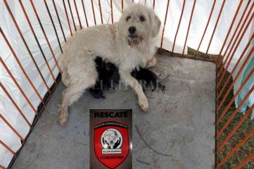 Santo Tom: rescataron a una perra y sus cachorros  del interior de una alcantarilla