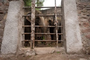 Denuncian que dos elefantes son rehenes de un conflicto entre Mendoza y el gobierno argentino