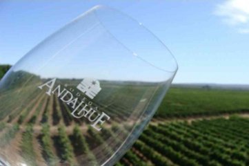 El orgullo de don José Blanco:  vinos orgánicos Bodega Andalhue