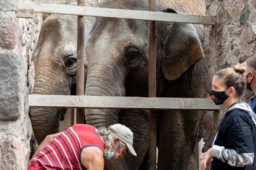 Finalmente, las elefantas Pocha y Guillermina viajarán desde Mendoza a Brasil