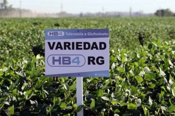 China aprobó la soja argentina tolerante a la sequía HB4