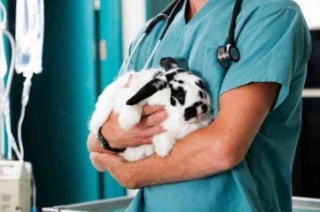 Se celebra el Da Mundial del Veterinario, una profesin con una verdadera vocacin