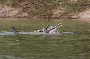 Misteriosa imagen de dos delfines bolivianos de río nadando con una anaconda enredada
