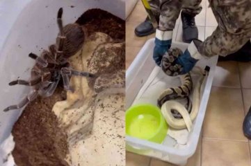 Córdoba: allanaron una casa y encontraron cerca de 60 animales exóticos en cautiverio