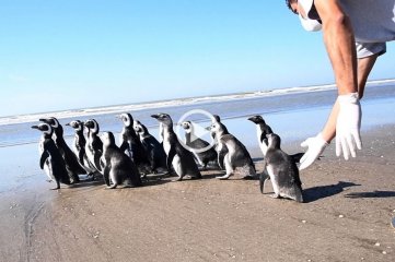 Video: liberan al mar 18 pingüinos que habían sido hallados en estado de desnutrición