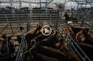 Cerró el histórico Mercado de Hacienda de Liniers: cómo es el nuevo predio para comercializar ganado de Cañuelas -  - 