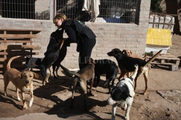 Más de 500 perros esperan por las adopciones, visitas  y ayuda de la gente