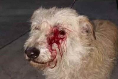 Hirieron al perro runner de Reconquista - El animal fue herido en un ojo.
