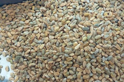 A medida que avanza la trilla, la soja muestra muchos problemas de calidad - Muestra de soja chaquea, recibida en los laboratorios de la Cmara Arbitral de Cereales de la Bolsa de Comercio de Santa Fe