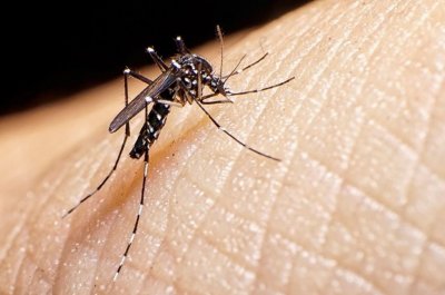 Se confirma el descesnso de casos de dengue en la provincia - 