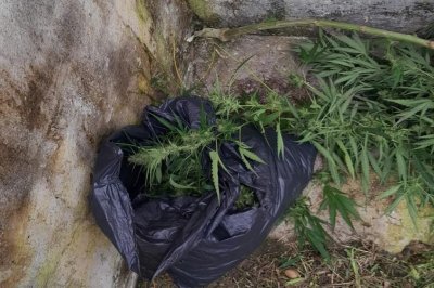 Robaba gajos y hojas de una planta de cannabis y fue interceptado - 