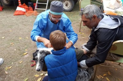 Rufino: hubo 40 mascotas en un operativo de castracin - El trabajo de los mdicos veterinarios con las mascotas inscriptas.
